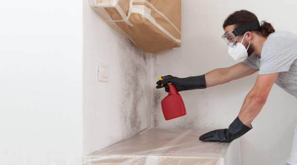 Basement Mold Remediation treatment on basement walls in Granville